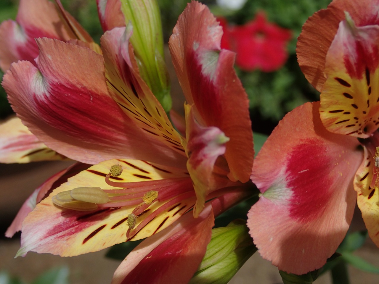 年じゅう咲いている百合水仙という花 | 季節 | クールシニアマガジン